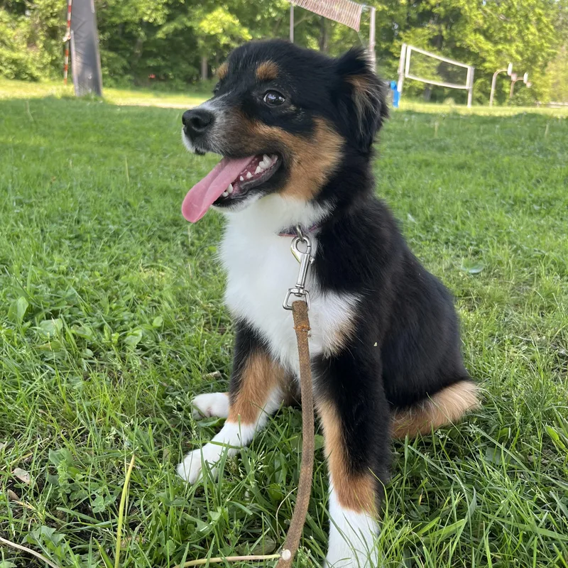 A young small-sized male Australian Shepherd dog named Pong for adoption in Ardsley, NY
