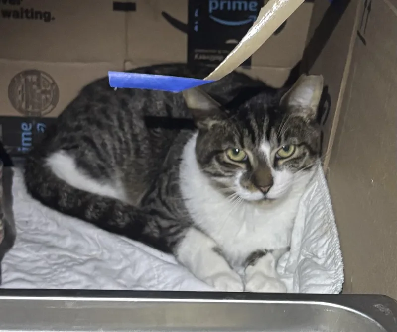 A young medium-sized male Domestic Short Hair cat named Elroy for adoption in Pittsburgh, PA