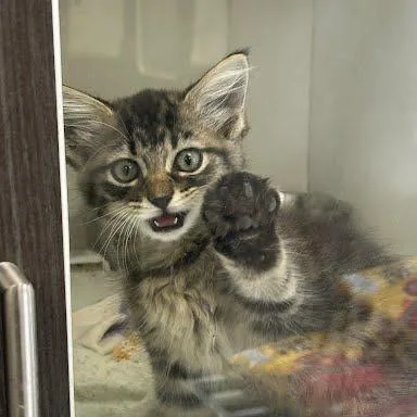 A baby small-sized male Domestic Short Hair cat named Joey for adoption in Jeffersonville, IN