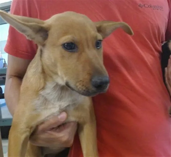 A baby small-sized female German Shepherd Dog dog named A for adoption in Oklahoma City, OK