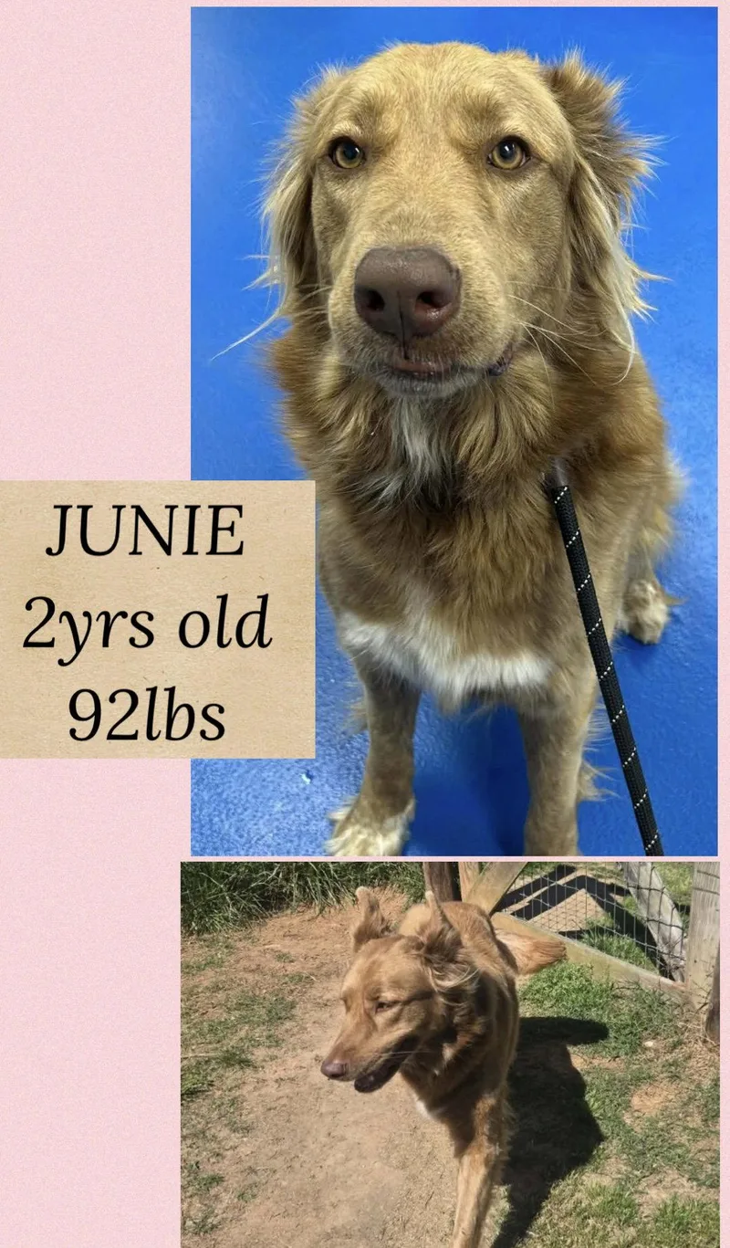 An adult extra large-sized female Shepherd dog named Junie for adoption in Holbrook, NY