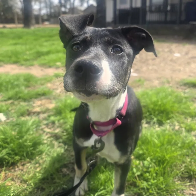 A young medium-sized female Black American Staffordshire Terrier dog named Roxy for adoption in Magnolia, TX
