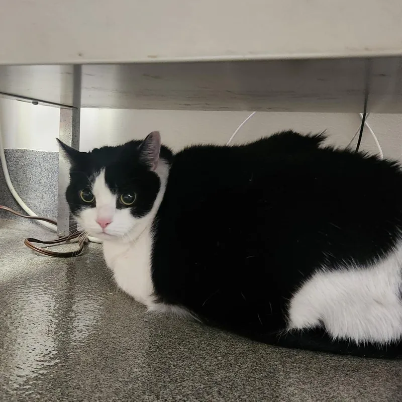 A senior extra large-sized female Black Domestic Short Hair cat named Joy for adoption in Brockton, MA