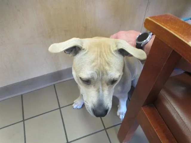 An adult large-sized female Pit Bull Terrier dog named Clarabelle for adoption in Ocala, FL