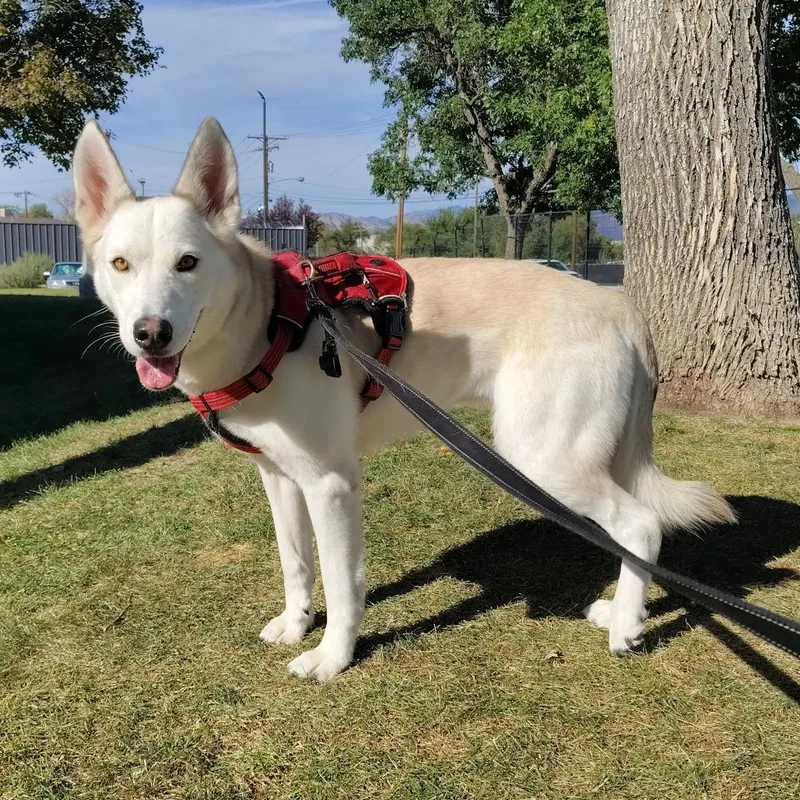 Stella