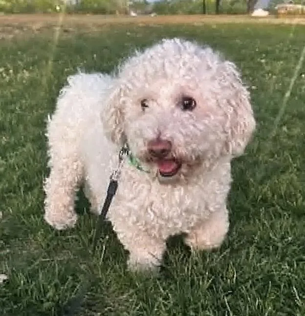 A young small-sized male White / Cream Dachshund dog named Sensational Lil Mr Senso for adoption in Albuquerque, NM