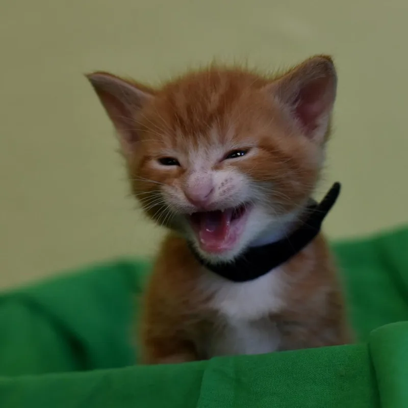 A baby small-sized male Orange / Red Domestic Short Hair cat named Elie Wiesel for adoption in Portland, OR