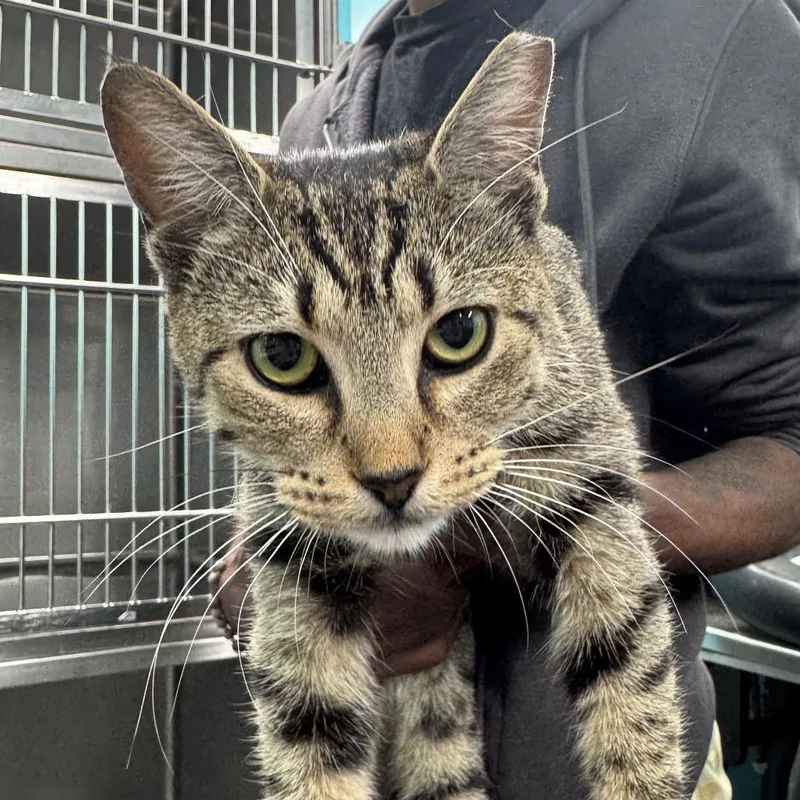 A young medium-sized female Gray / Blue / Silver Domestic Short Hair cat named Julietta for adoption in Hamburg, NY