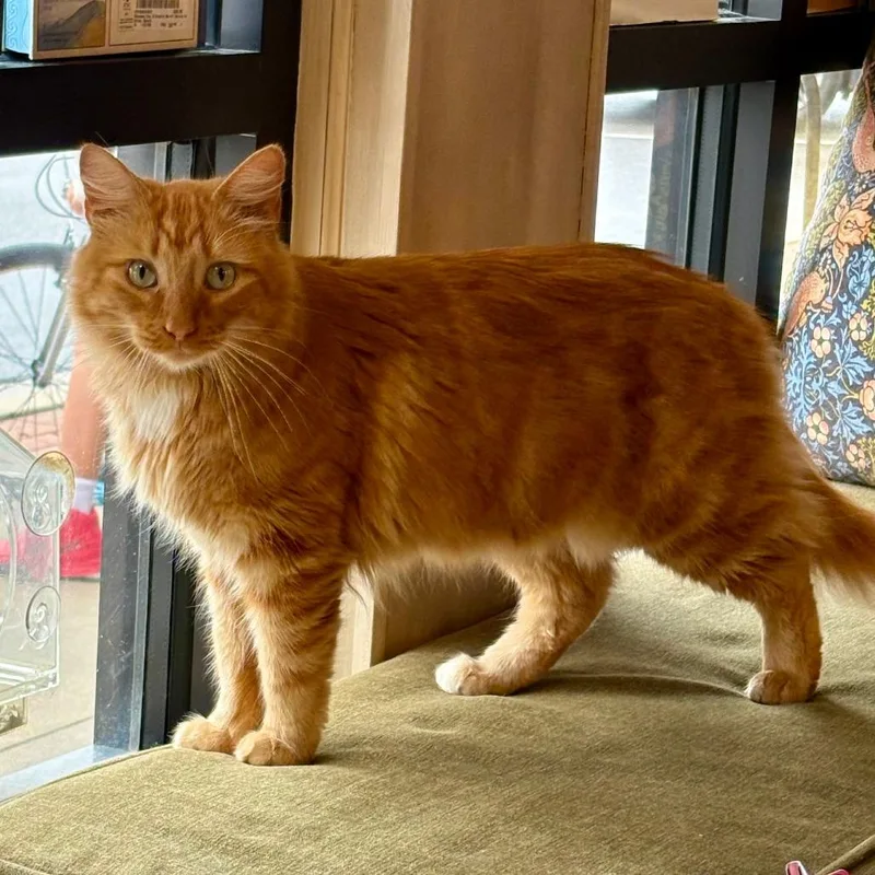 An adult small-sized male Domestic Medium Hair cat named Cosmo for adoption in Pittsburg, KS