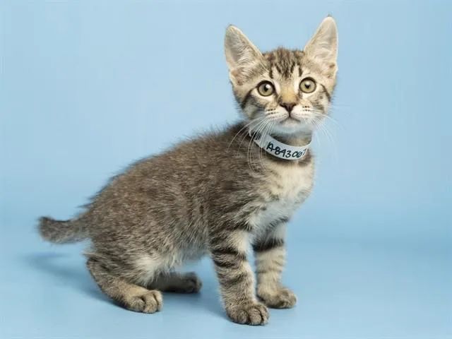 A baby small-sized male Domestic Short Hair cat named Michael for adoption in Phoenix, AZ