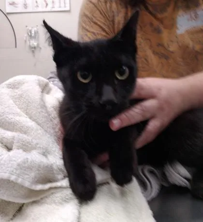 A young small-sized male Domestic Short Hair cat named Morris for adoption in Palm Coast, FL