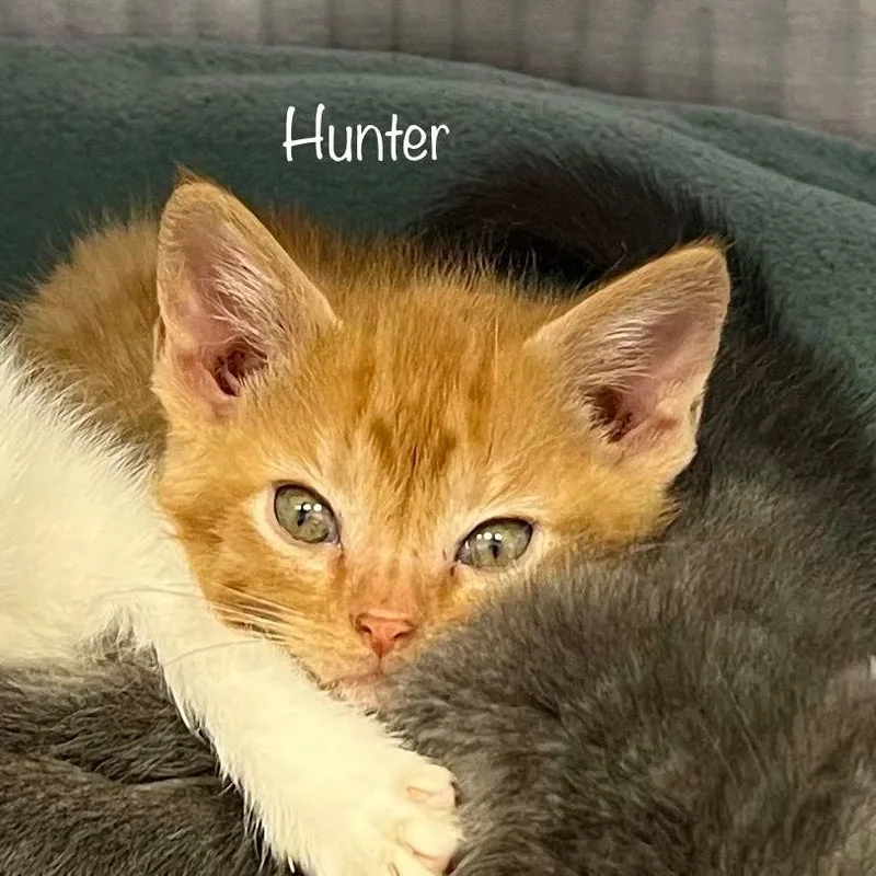 Hunter thumbnail 5