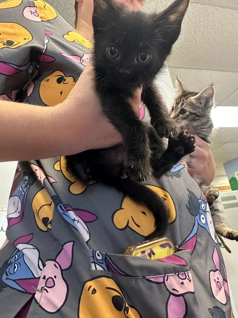 A baby large-sized female Domestic Short Hair cat named Sapphire for adoption in Lavonia, GA