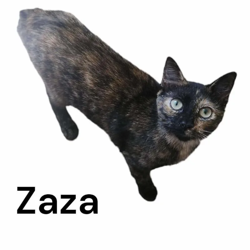 Zaza thumbnail 2
