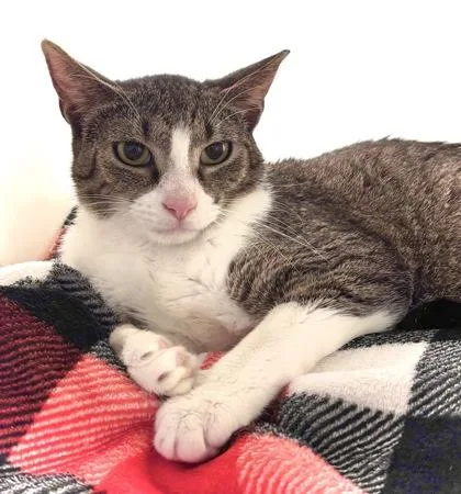 A baby small-sized female Domestic Short Hair cat named Ginny for adoption in Cumming, GA
