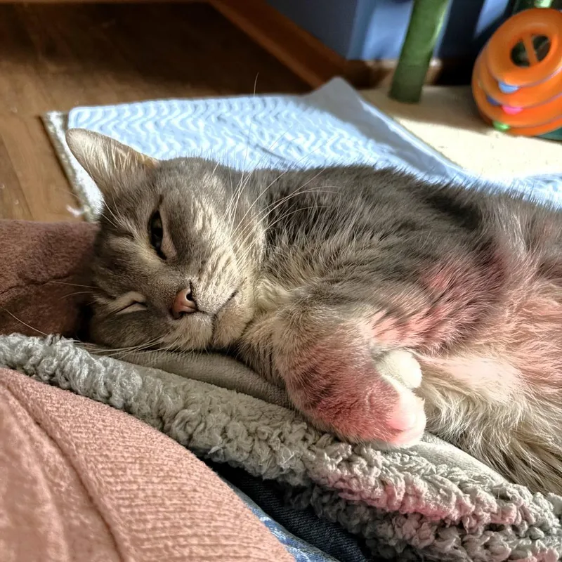 A senior large-sized male Gray / Blue / Silver Domestic Short Hair cat named Mr. Buttons for adoption in Michigan City, IN