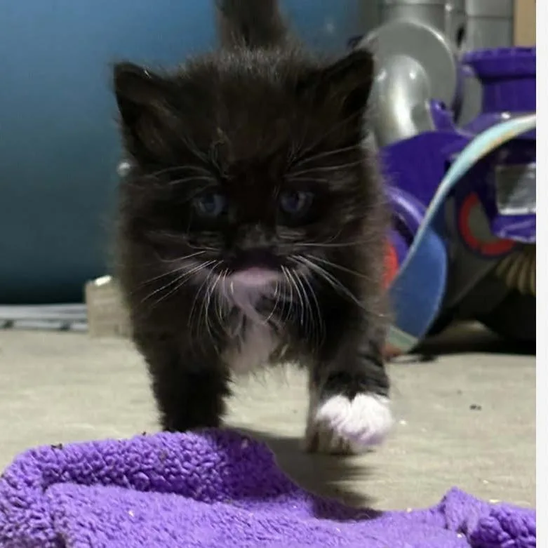 A baby small-sized male Black Domestic Long Hair cat named Scuttle for adoption in St. Peters, MO