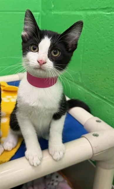 A baby small-sized female Domestic Short Hair cat named Ginny for adoption in Peoria, IL