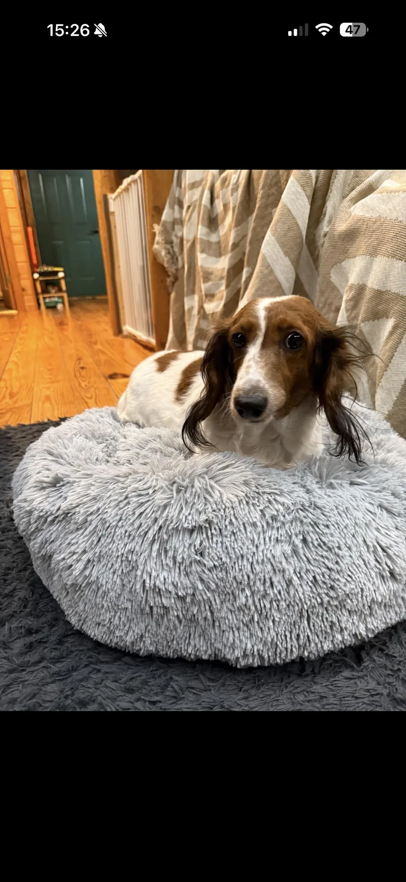An adult small-sized female Dachshund dog named Muffy for adoption in Glenwood City, WI