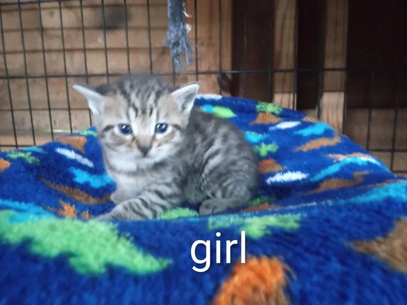 A baby medium-sized female Tabby cat named Milly for adoption in Royal Palm Beach, FL