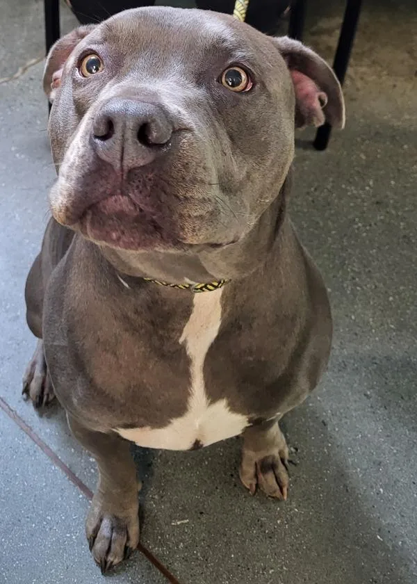An adult large-sized male Pit Bull Terrier dog named Pen for adoption in Lawrenceville, GA