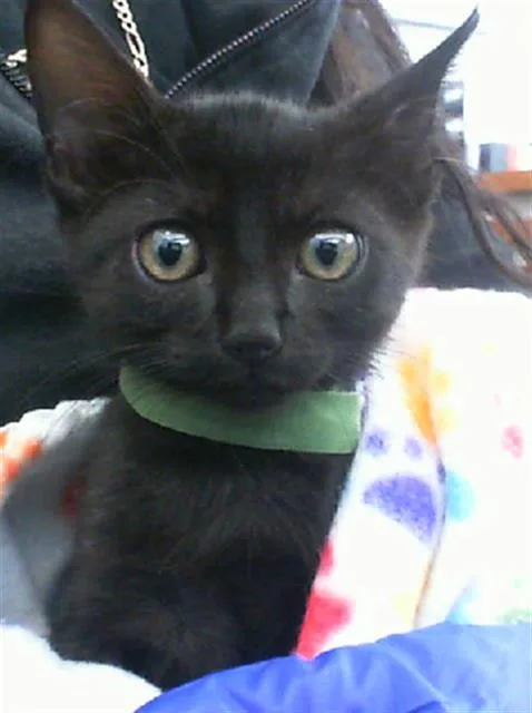 A young medium-sized female Domestic Short Hair cat named Hex for adoption in Dallas, TX