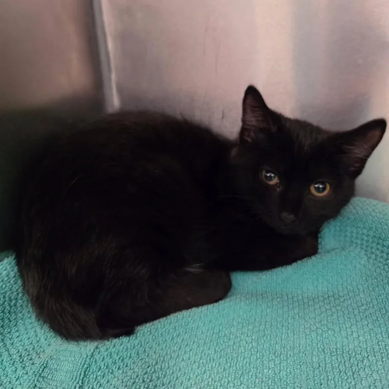 A baby small-sized female Black Domestic Short Hair cat named Cayenne for adoption in Martinsville, VA