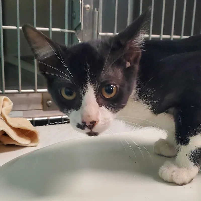 A baby small-sized male Black Domestic Short Hair cat named Walter for adoption in Lake Jackson, TX