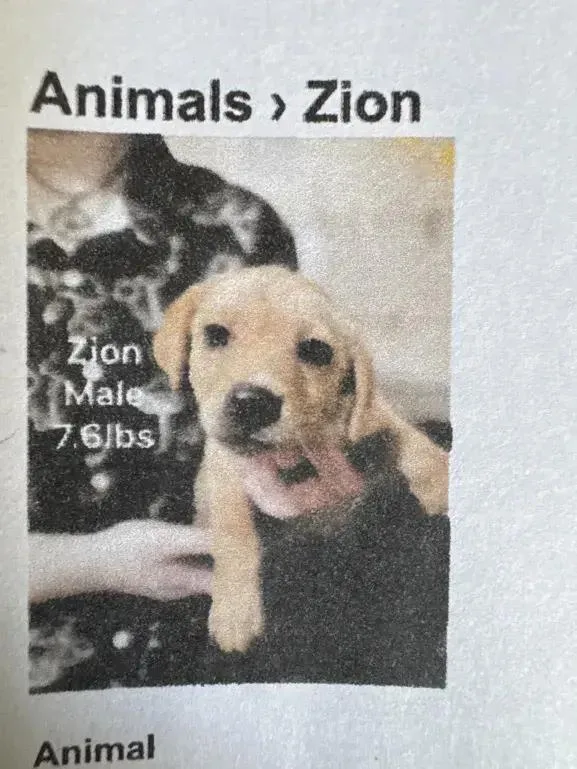 A baby small-sized male Brown / Chocolate Mixed Breed dog named Zion for adoption in Grand Rapids, MI