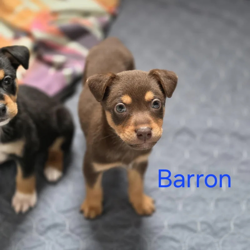 A baby medium-sized male Yellow / Tan / Blond / Fawn Australian Shepherd dog named Barron for adoption in Blairstown, NJ