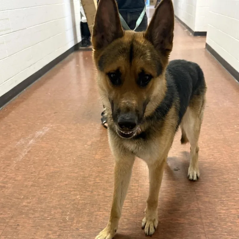 An adult large-sized male Brown / Chocolate German Shepherd Dog dog named Dino for adoption in East Saint Louis, IL