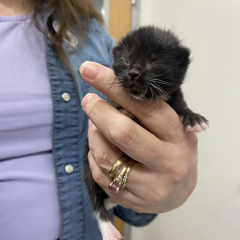 A baby small-sized female Black Domestic Medium Hair cat named Morning Glory for adoption in Chattanooga, TN