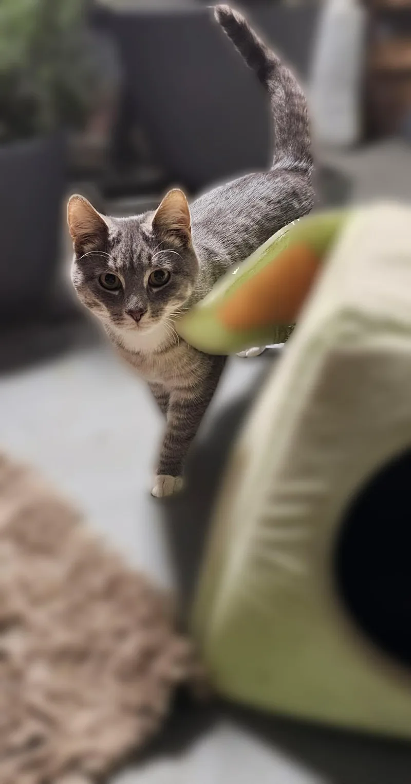 Smokey Bonded With Shadow thumbnail 2