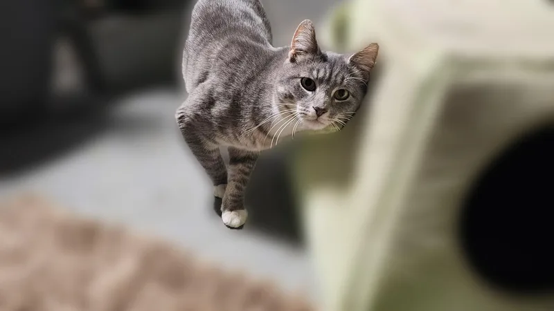 Smokey Bonded With Shadow thumbnail 3