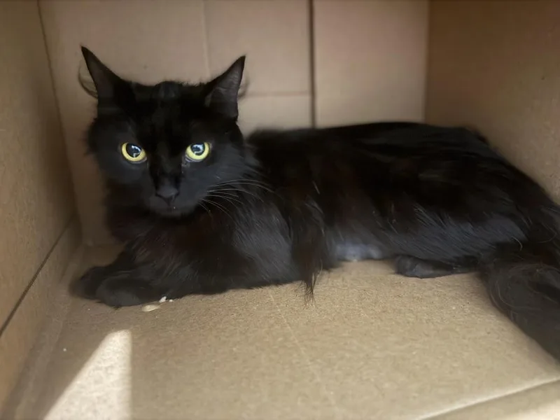 A young small-sized female Domestic Long Hair cat named Sierra Mist for adoption in Dallas, TX