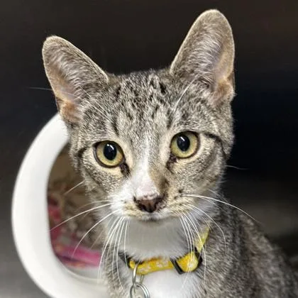 A young medium-sized male Domestic Short Hair cat named Socks for adoption in Lansing, MI