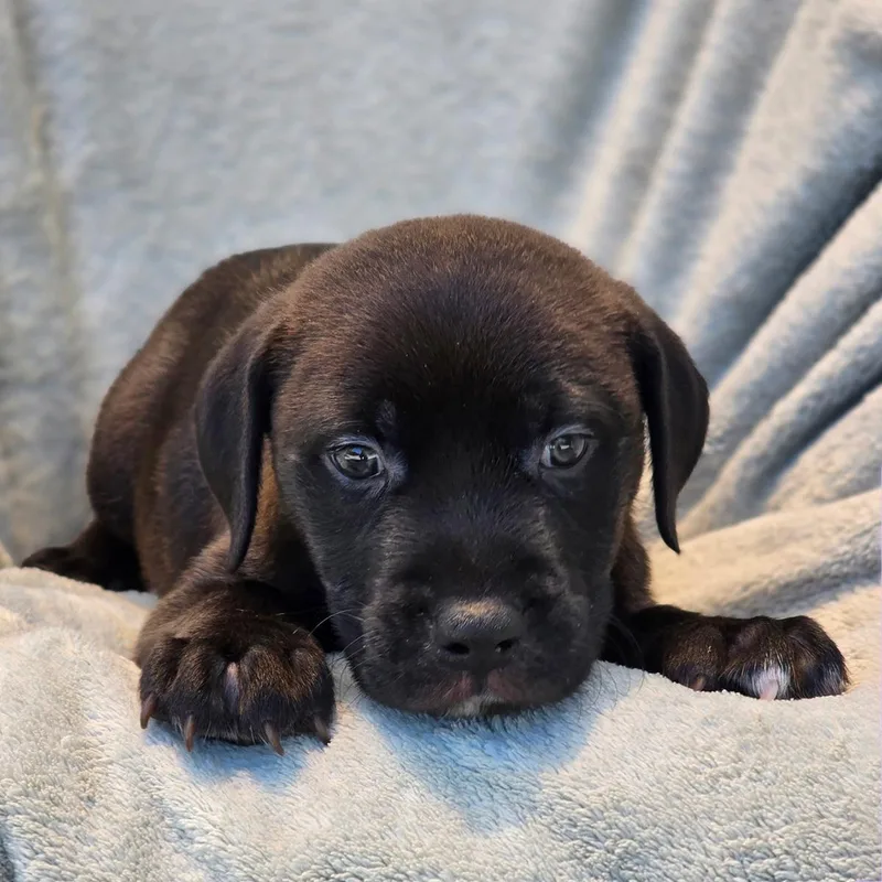 A baby large-sized male Terrier dog named Fiesta Pup  Horchata for adoption in San Diego, CA