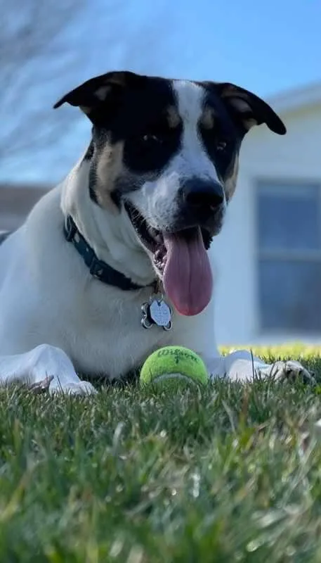 Birds Of  Prey thumbnail 2