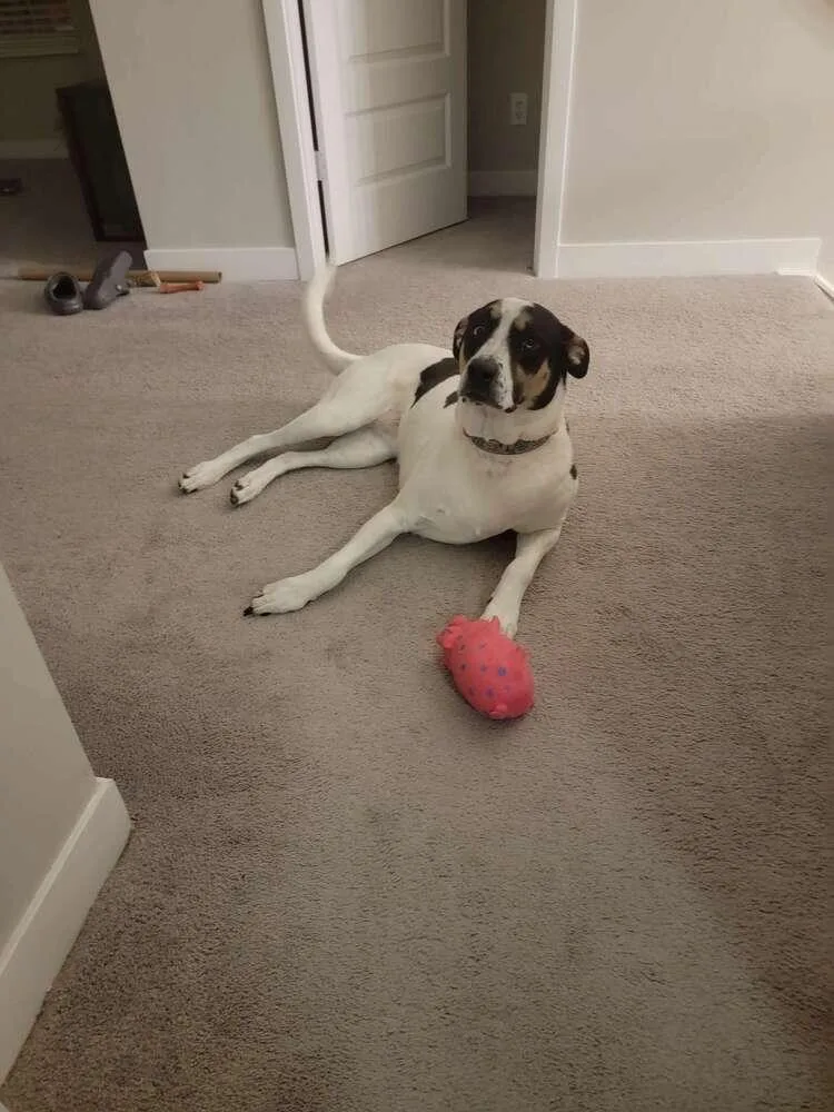 Birds Of  Prey thumbnail 3