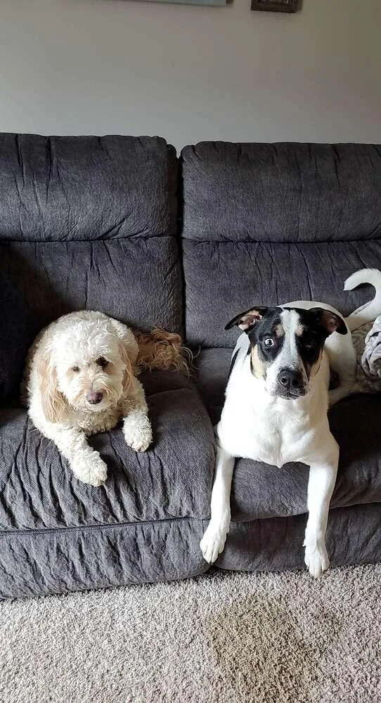 Birds Of  Prey thumbnail 4