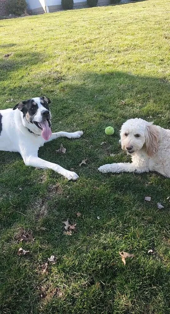 Birds Of  Prey thumbnail 5