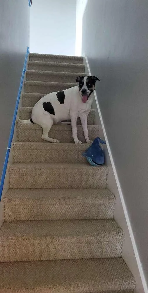 Birds Of  Prey thumbnail 6