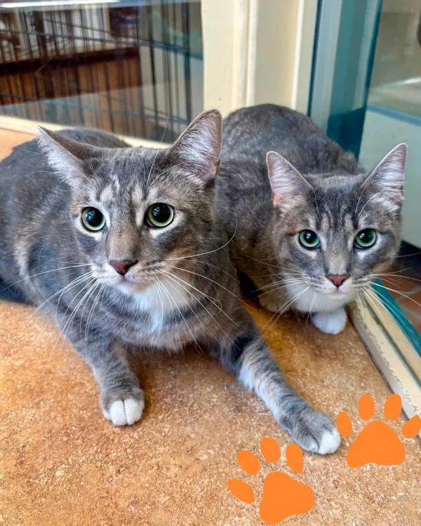 A young small-sized female Domestic Short Hair cat named Lali for adoption in Novato, CA