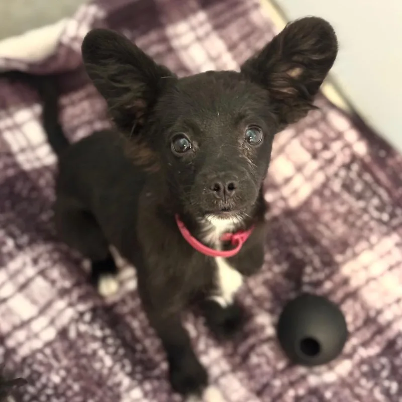 A baby small-sized male Black Chihuahua dog named Crimson for adoption in Santa Barbara, CA