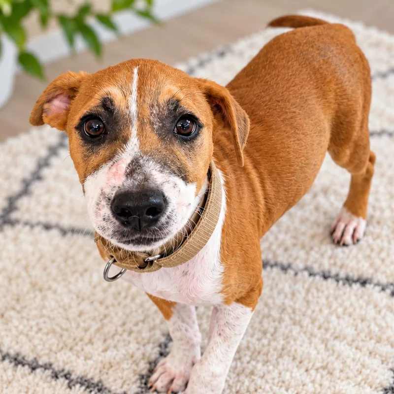 A young medium-sized male Tricolor (Brown, Black, & White) Jack Russell Terrier dog named Oliver for adoption in Brownsville, TX
