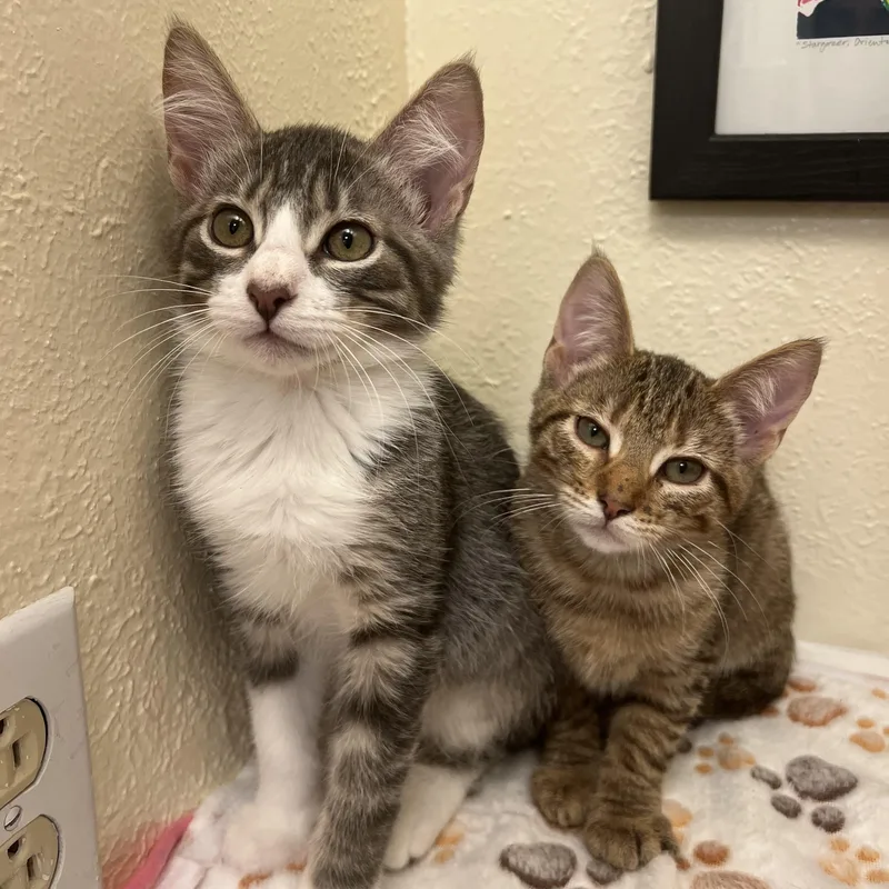 A baby small-sized female Tabby (Orange / Red) American Shorthair cat named Ms. Peanut Butter for adoption in The Dalles, OR
