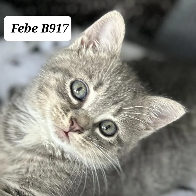 Febe