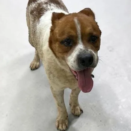 An adult medium-sized male Golden Mixed Breed dog named Rollie for adoption in Elyria, OH