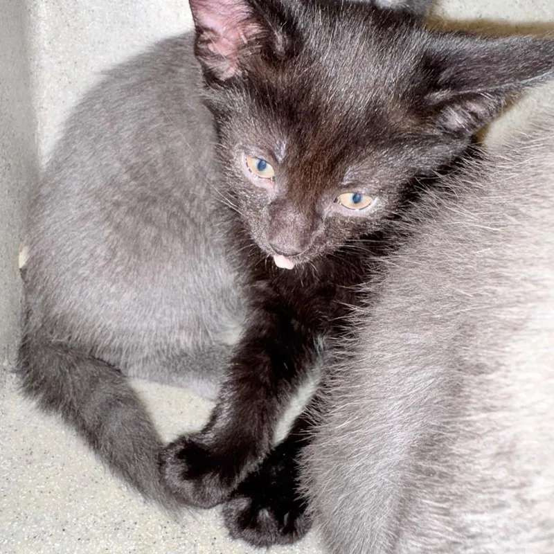 A baby small-sized male Black Domestic Short Hair cat named Pole for adoption in Philadelphia, PA