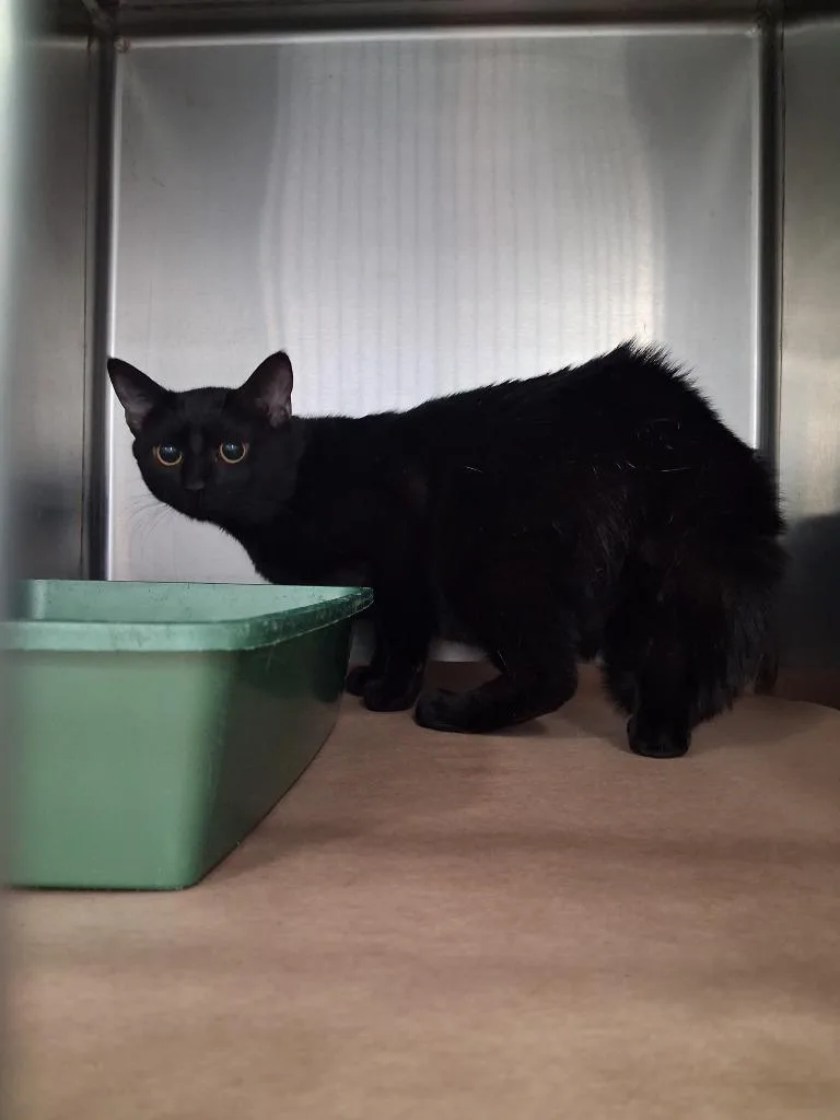 A young large-sized male Domestic Short Hair cat named Mardi for adoption in Cartersville , GA